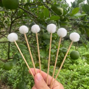 BÔNG SE TAI LOẠI 1