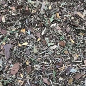 THẢO DƯỢC XÔNG NGÂM TẮM GIẢI CẢM